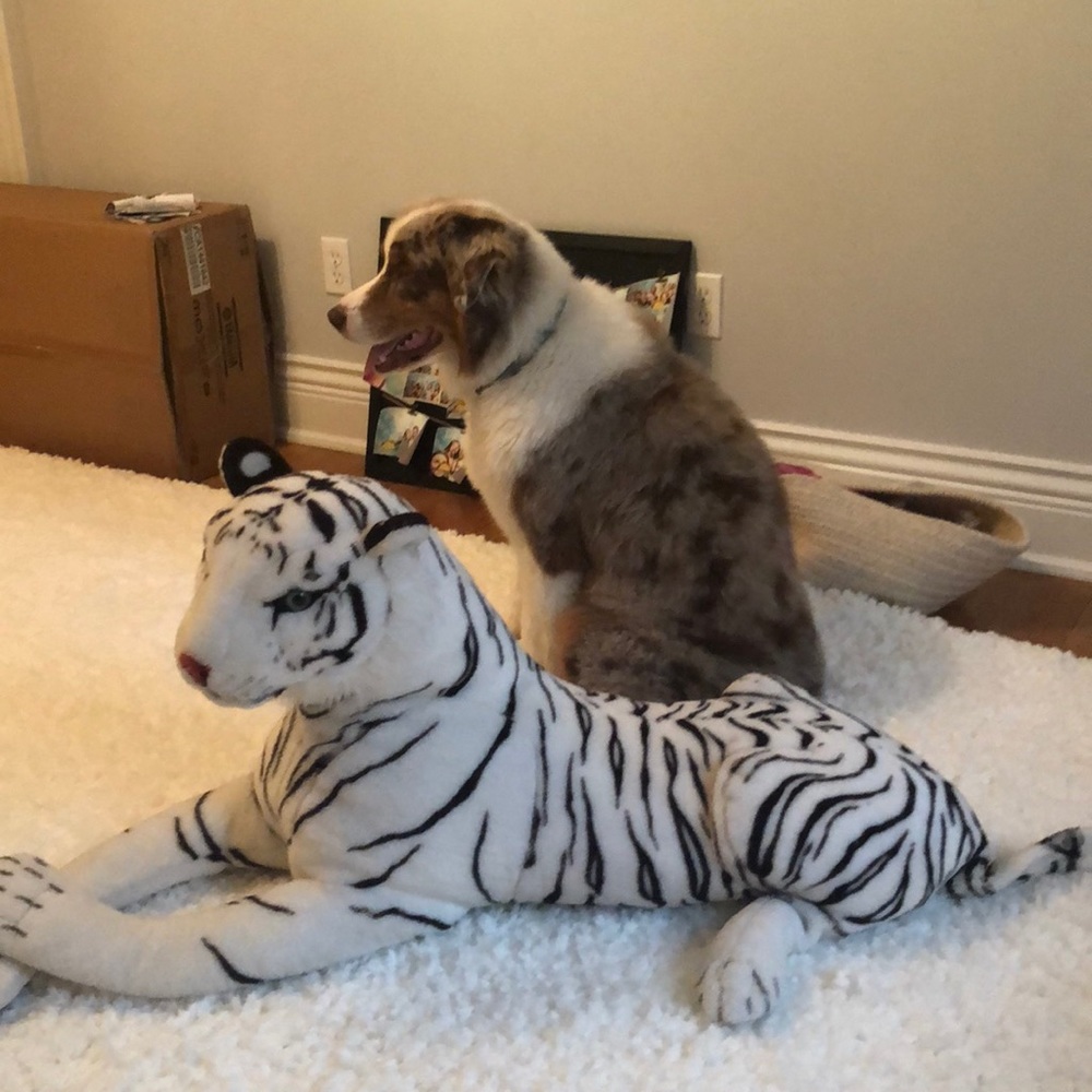 A tiger plush